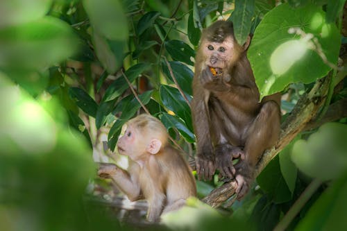 ฟรี คลังภาพถ่ายฟรี ของ macaca arctoides, กลางแจ้ง, ทารก คลังภาพถ่าย