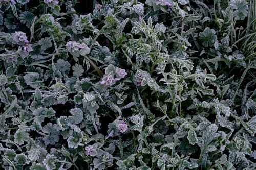 Closeup of a Frosted Meadow