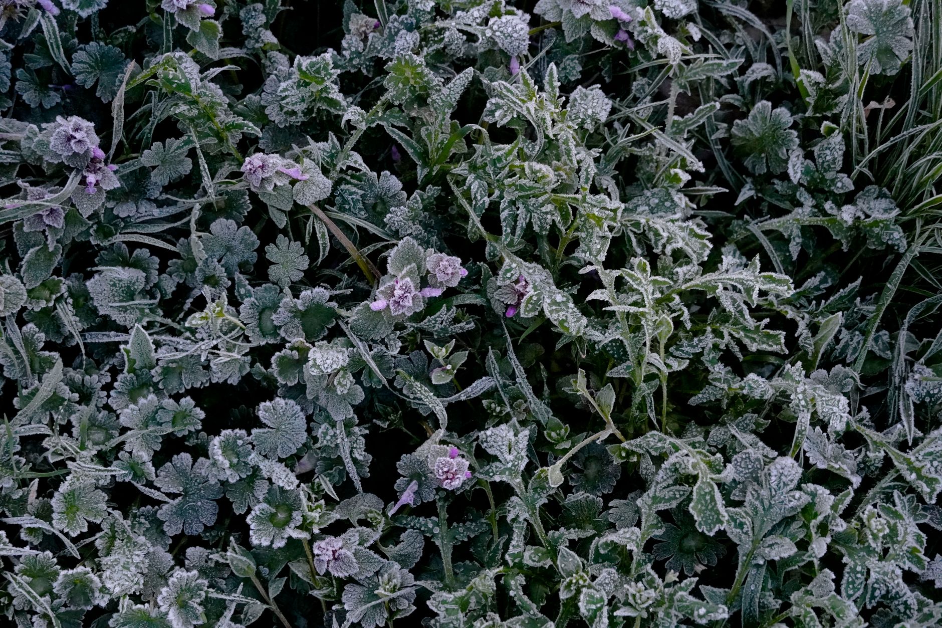Rescuing Chill-Shocked Transplants: Revitalizing Stunted, Purple, or Stalled Warm-Season Vegetables After Unexpected Cold Snaps