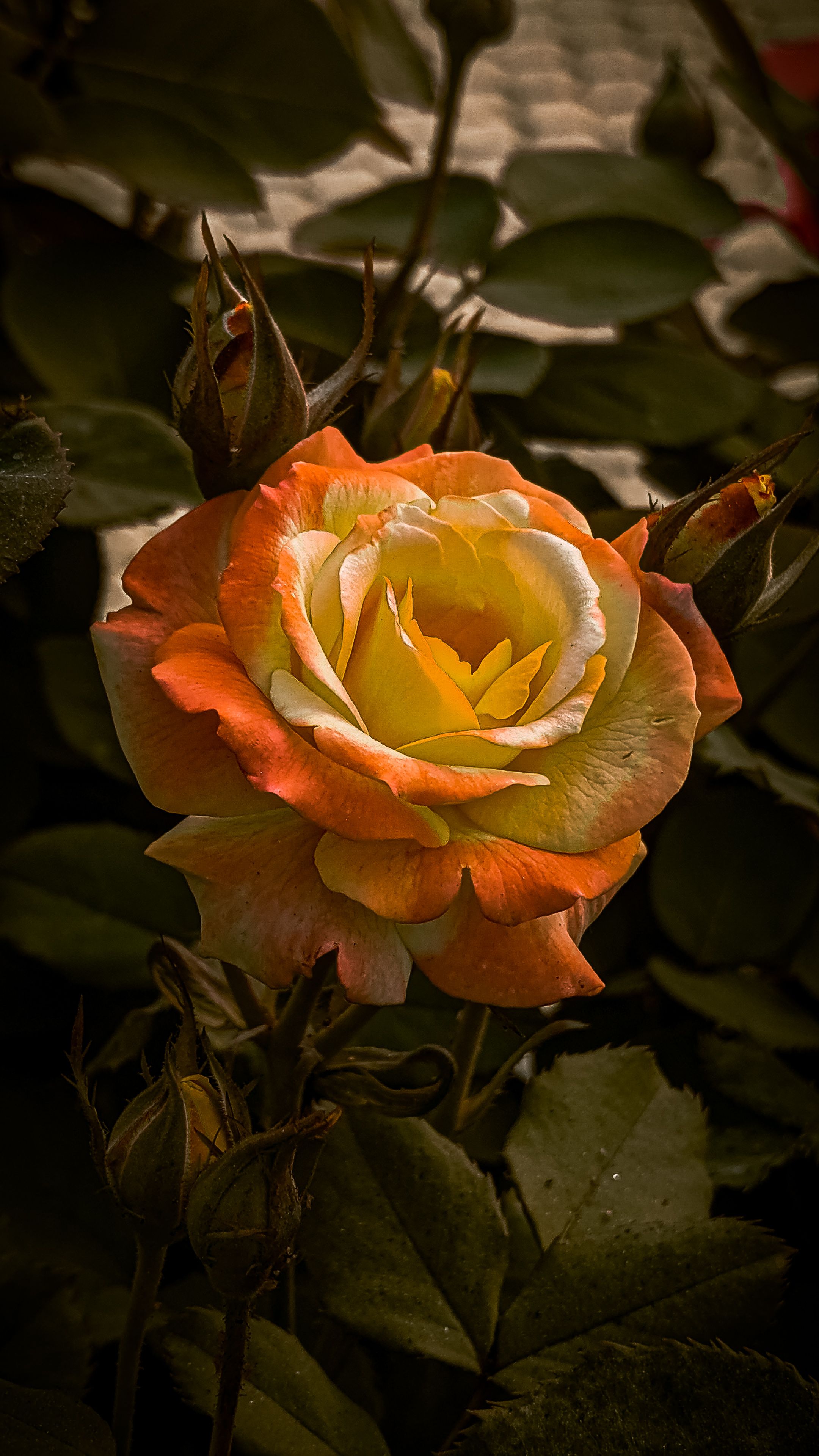 Fotomural Fotolia