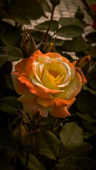 Stunning close-up of a vibrant yellow and orange rose in full bloom, showcasing its delicate petals.