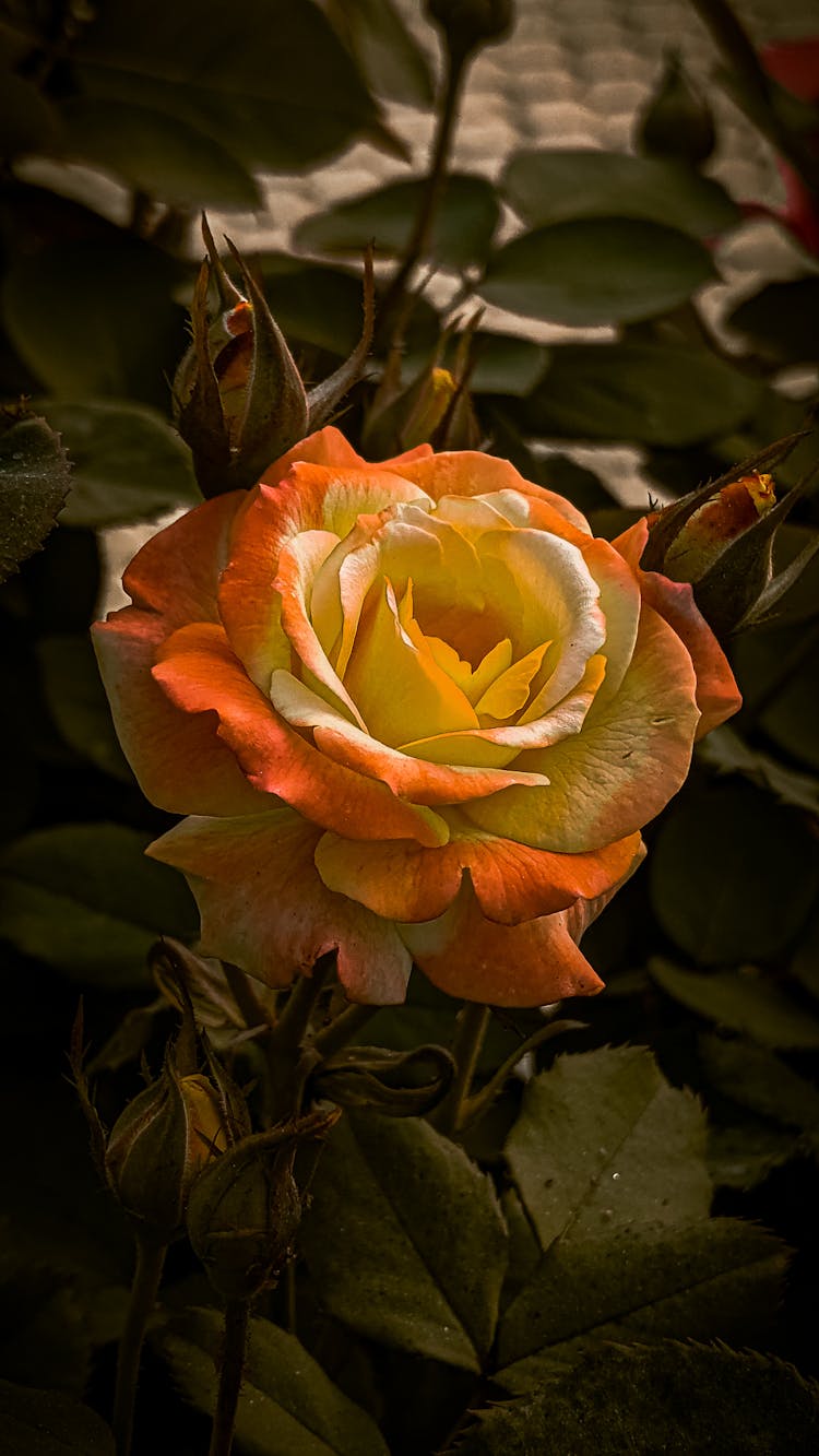 Closeup Of A Yellow And Orange Rose