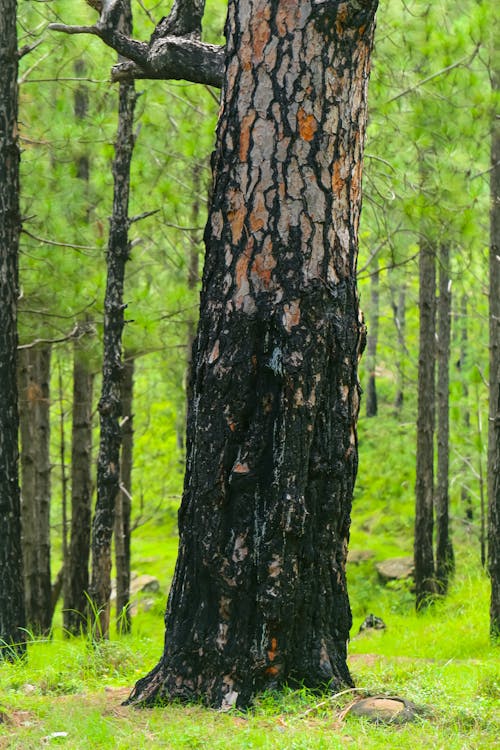 View of a Large Tree in a Bright Green Forest