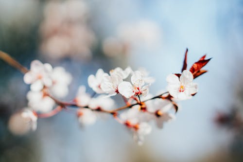 Close up of a Blossom in Spring 
