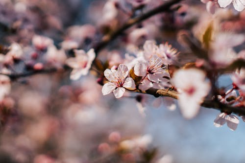 A Tree in Spring 