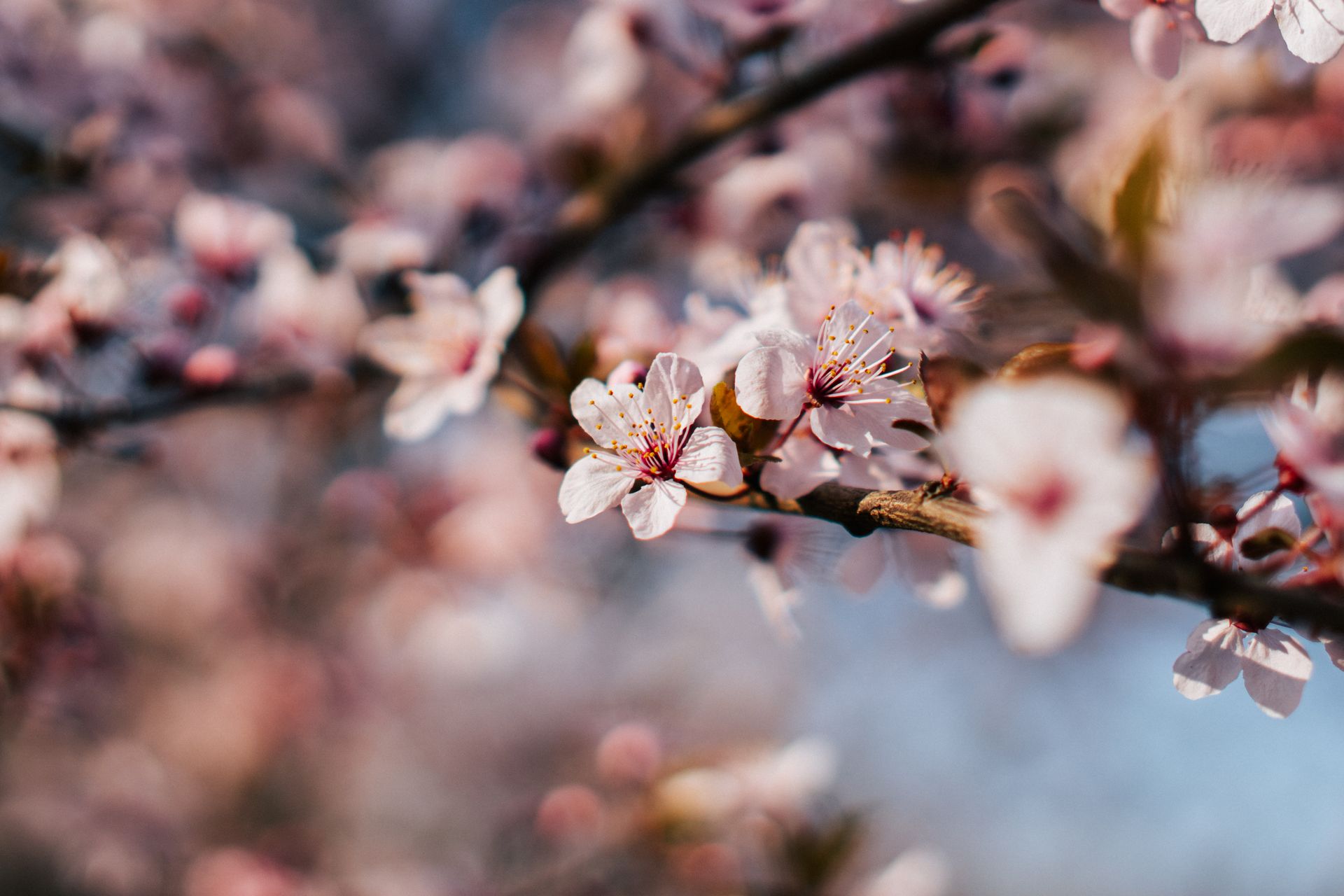 Close-up of pink cherry blossoms on a tree branch during spring, showcasing nature's beauty.