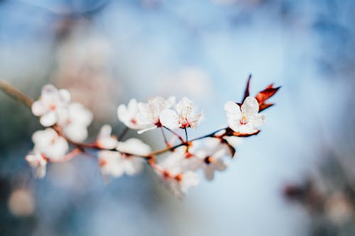 Close-up of Flowers Blooming on Tree Branch
