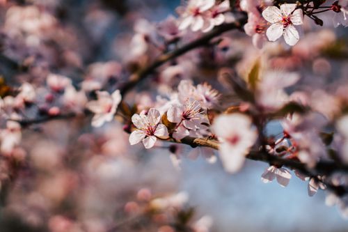 Free Close-up of delicate cherry blossoms on a branch with vibrant spring colors. Stock Photo