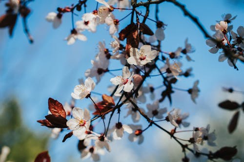 Foto profissional grátis de árvore de cereja, céu azul, fechar-se