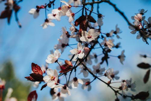 Close-up of Blooming Cherry Tree Branches