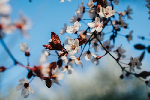 Fotobanka s bezplatnými fotkami na tému Apple, čerešňa, kvet ovocného stromu
