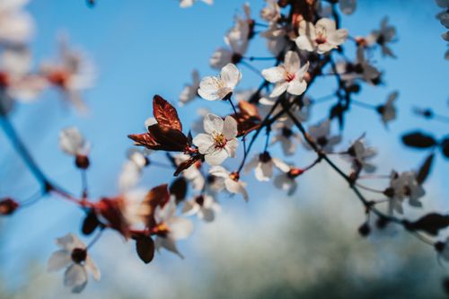 Free Delicate cherry blossoms against a vibrant blue sky, capturing the essence of spring's bloom. Stock Photo