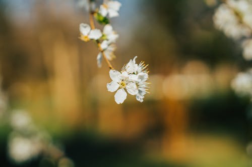 Close up of a Blossom 