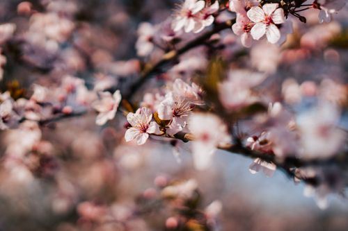 Free Close-up shot of beautiful pink cherry blossoms on a branch with a blurred background. Stock Photo