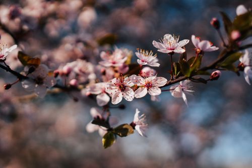 Free Beautiful cherry blossoms in full bloom during a sunny spring day outdoors. Stock Photo