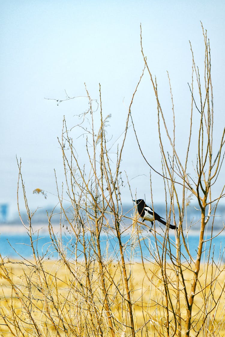 Bird Sitting On Bare Tree In Nature