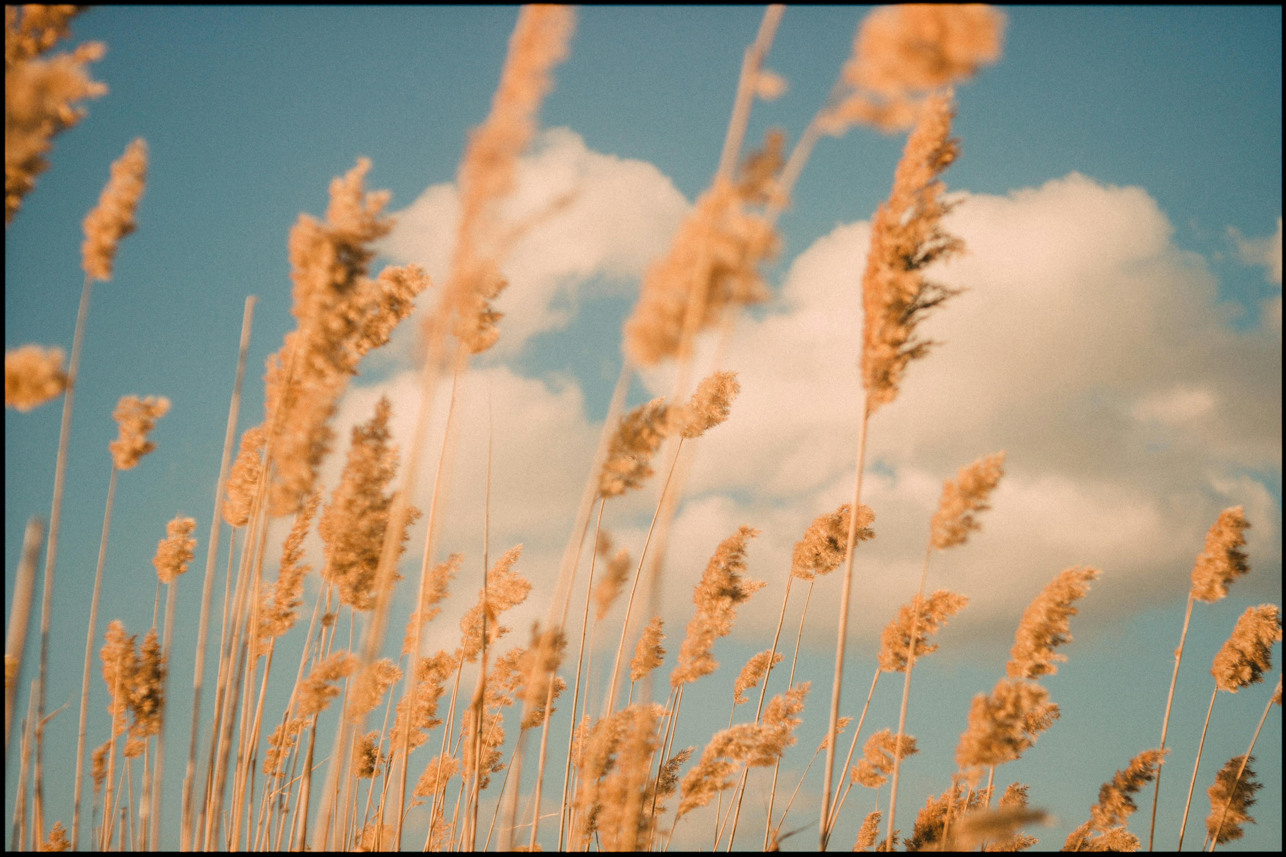 Golden pampas grass swaying under a vivid blue sky with fluffy clouds.