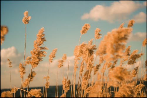 Pampas Grass Growing in Field under Blue Sky