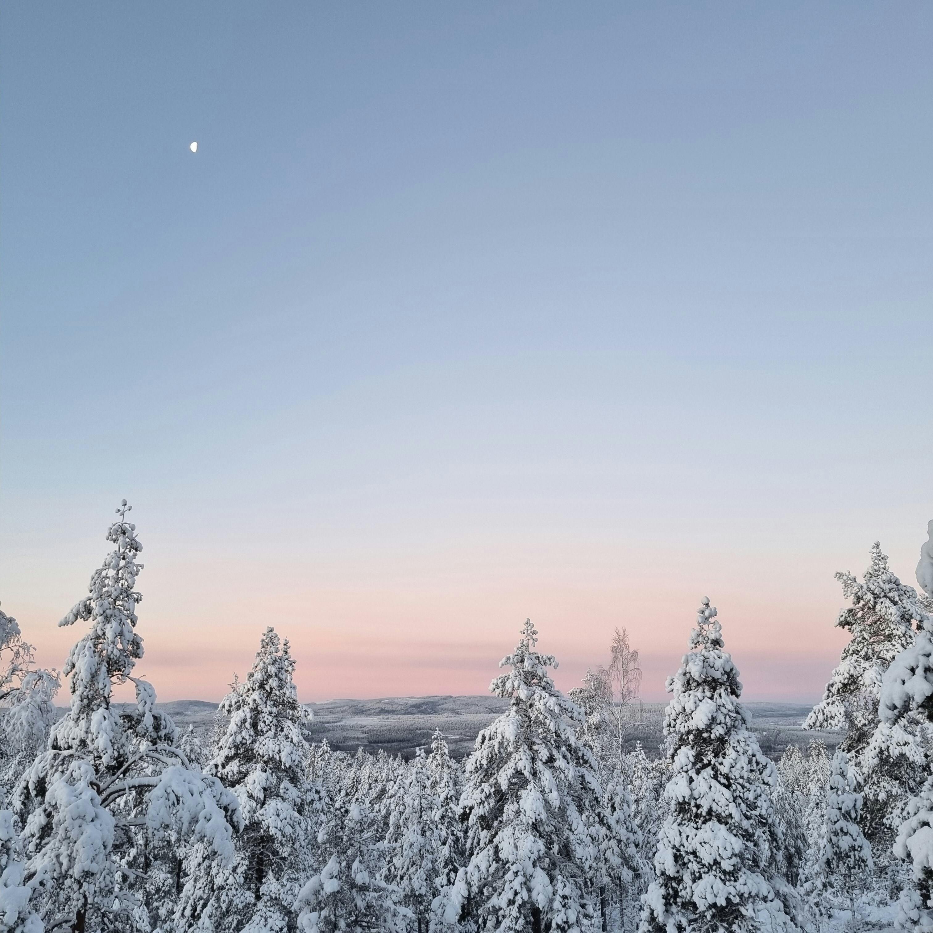 Serene winter landscape in Västernorrland County with snow-laden trees under a twilight sky.