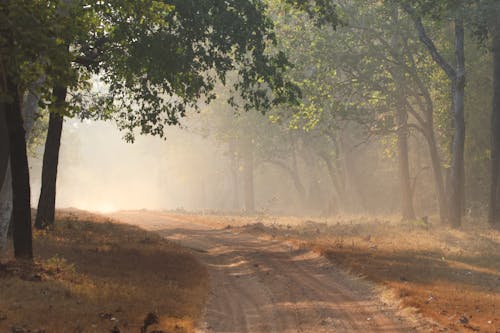 나무, 메마른, 비포장 도로의 무료 스톡 사진