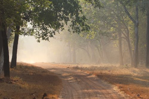 Free A peaceful dirt road winds through a sunlit forest, with rays piercing through the trees. Stock Photo