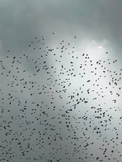 Безкоштовне стокове фото на тему «вертикальні постріл, зграя птахів, міграція»