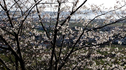 Kostnadsfri bild av havet strax före solnedgången, körsbärsblommor