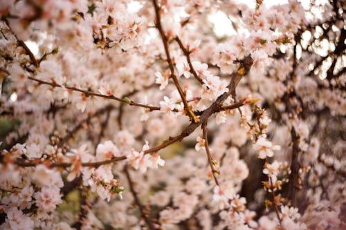 Foto d'estoc gratuïta de arbre, enfocament selectiu, flors