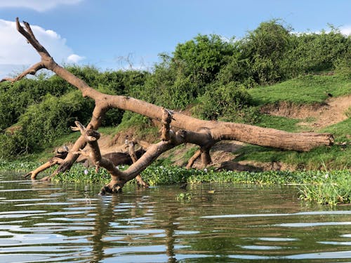 Fallen Tree in a Lake 