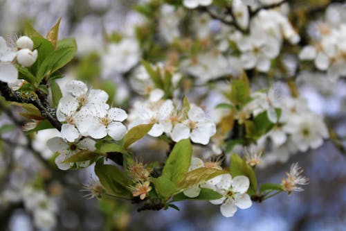 White Cherry Blossoms