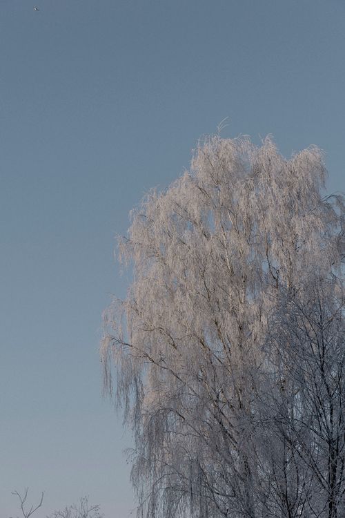 Free A frosty tree stands majestically under a blue winter sky, capturing the serenity of the season. Stock Photo