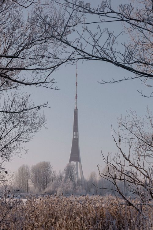 Free Vertical shot of a transmission tower framed by snowy trees in a wintery field. Stock Photo