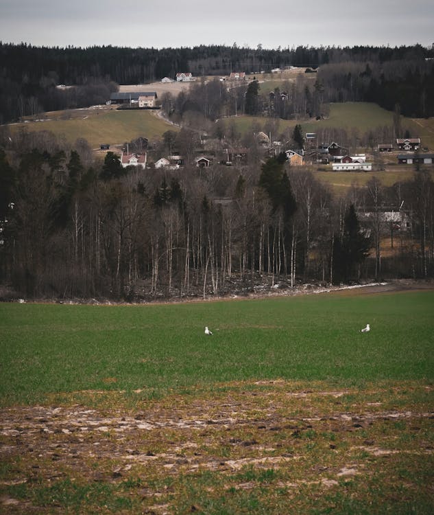 Birds Resting in Grass Field in Valley