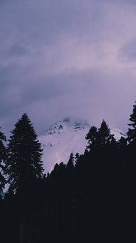 A stunning view of a snowcapped mountain framed by a forest silhouette under dramatic clouds.