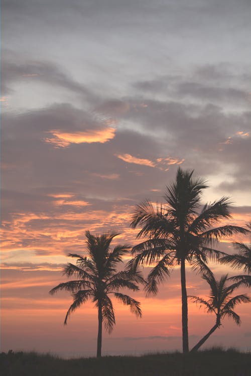 Clouds over Palm Trees at Sunset