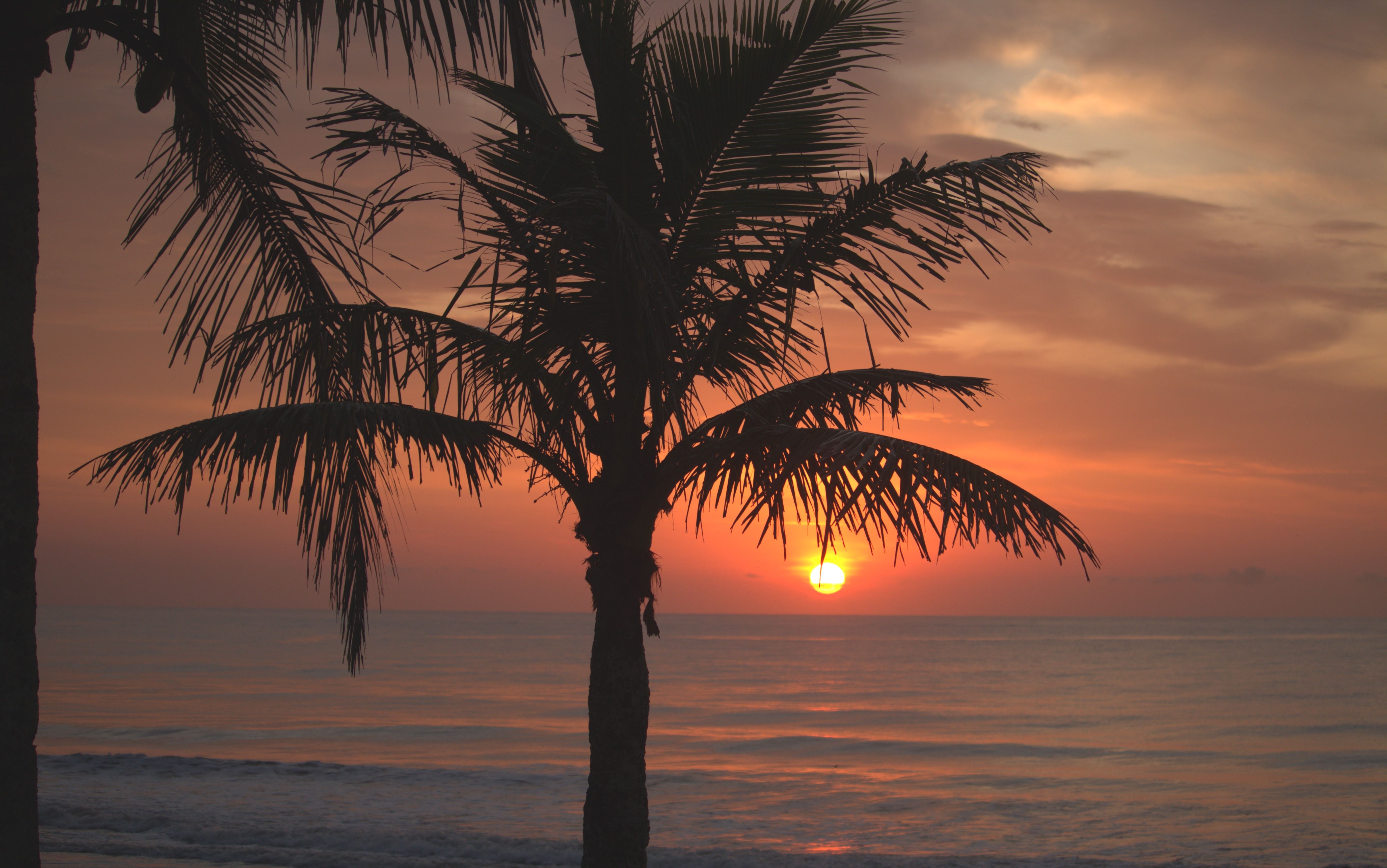 Silhouette of Palm Tree against Sunset at Sea · Free Stock Photo