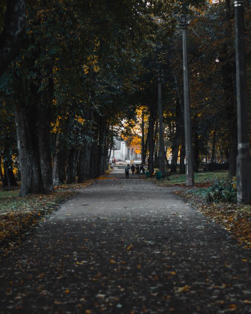 Free Quiet urban park in autumn with fallen leaves and tree-lined pathway. Stock Photo