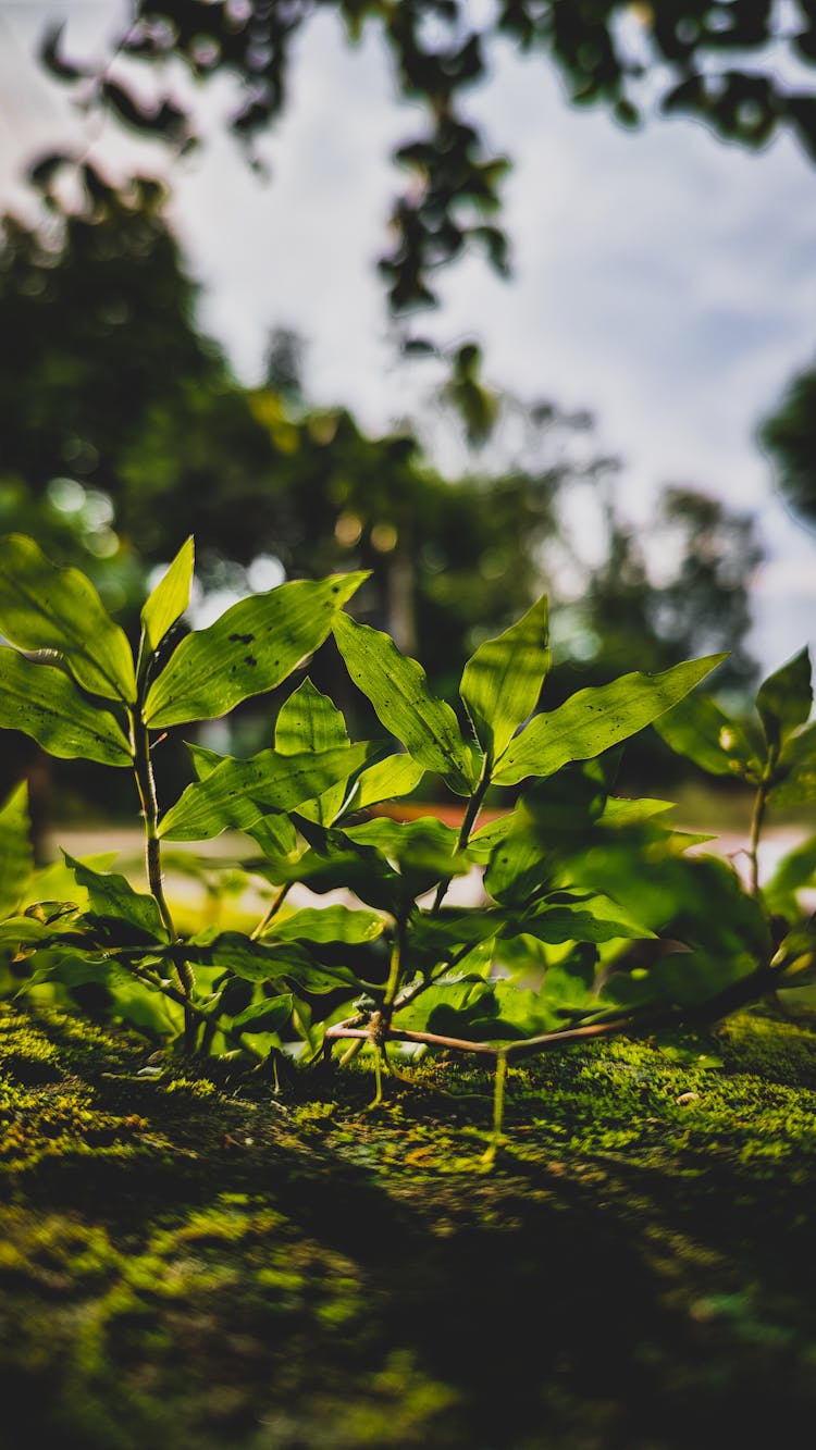 Close-up Of Fresh Green Plants Growing In Moss 