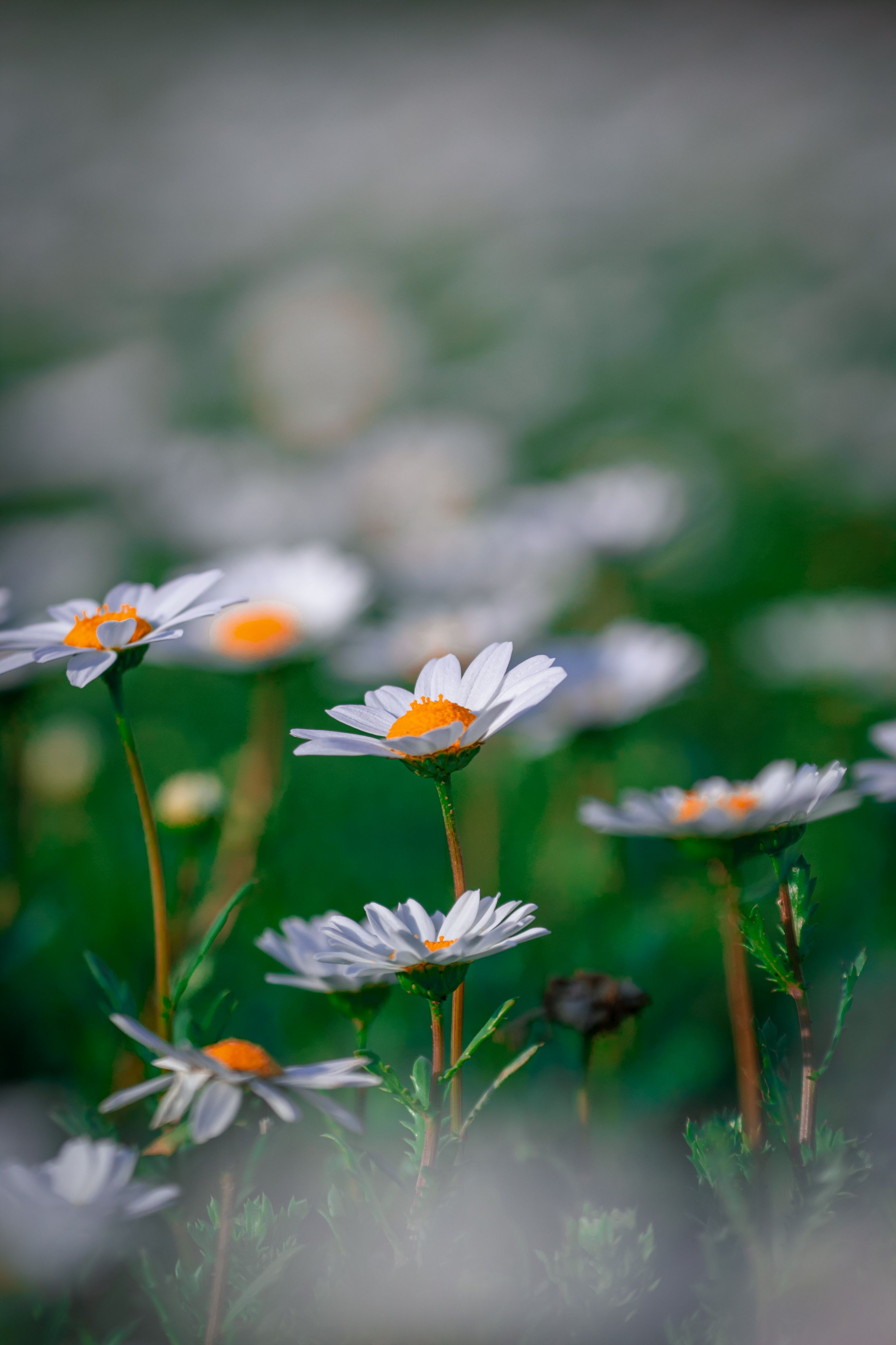Close-up of Daisies · Free Stock Photo