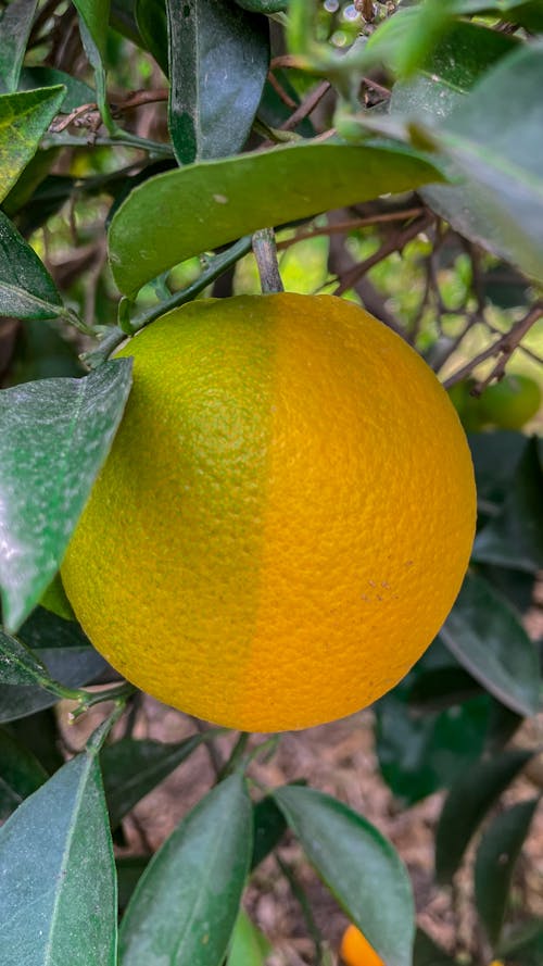 Foto profissional grátis de flor alaranjada, fruta laranja, laranja