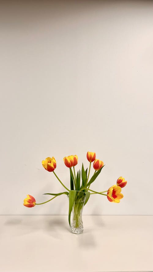 Foto stok gratis bejana, buket, bunga tulip