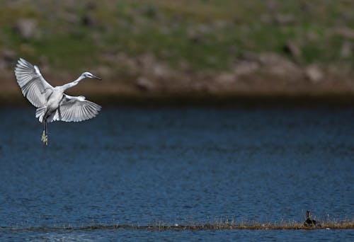 Бесплатное стоковое фото с белая цапля, болотная птица, вода