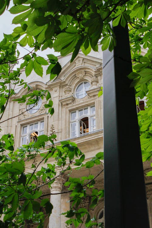 Immagine gratuita di albero, edificio, finestre