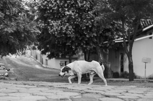 개, 거리, 걷기의 무료 스톡 사진