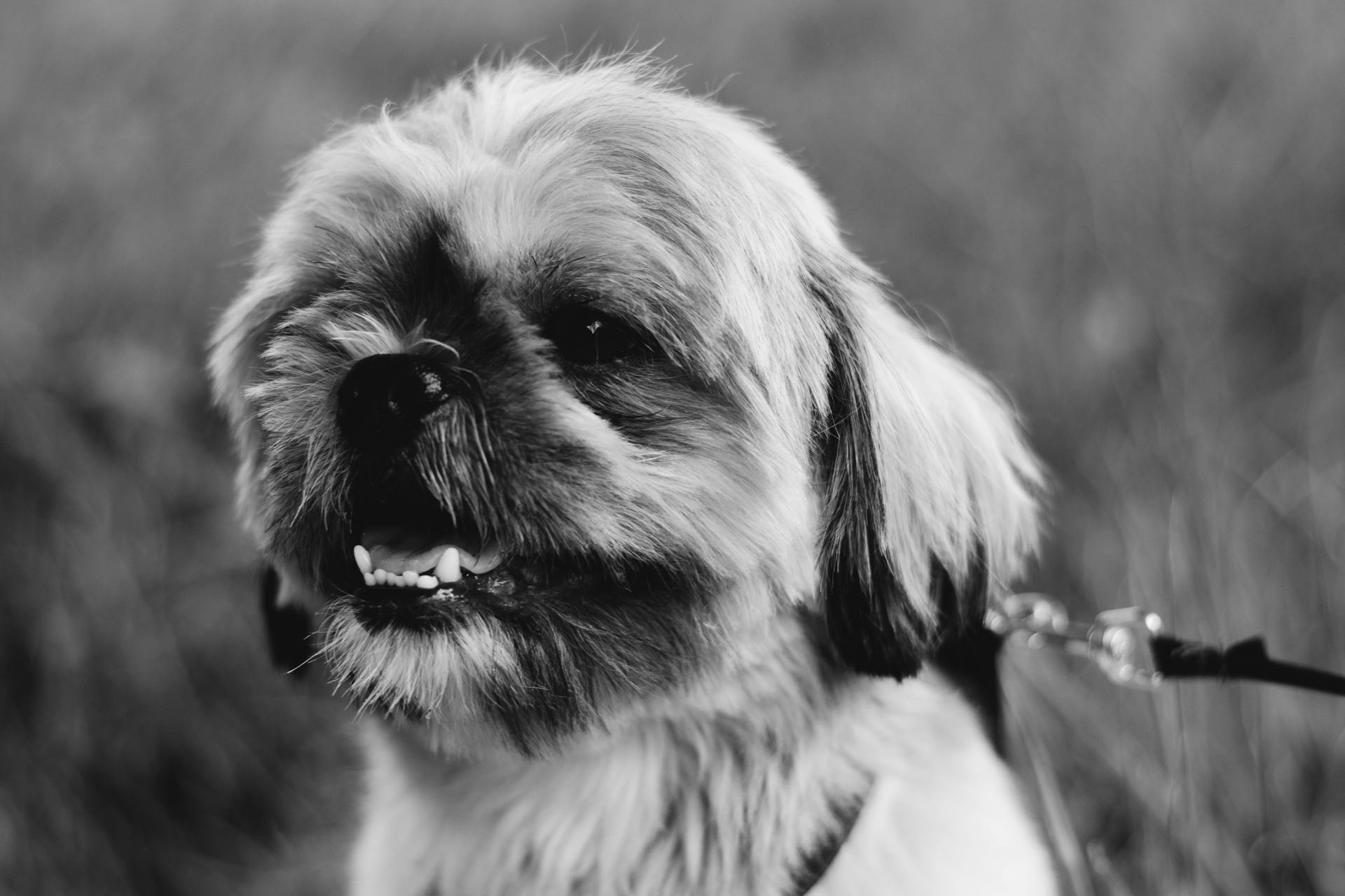 Vue rapprochée d'un chien Shih Tzu