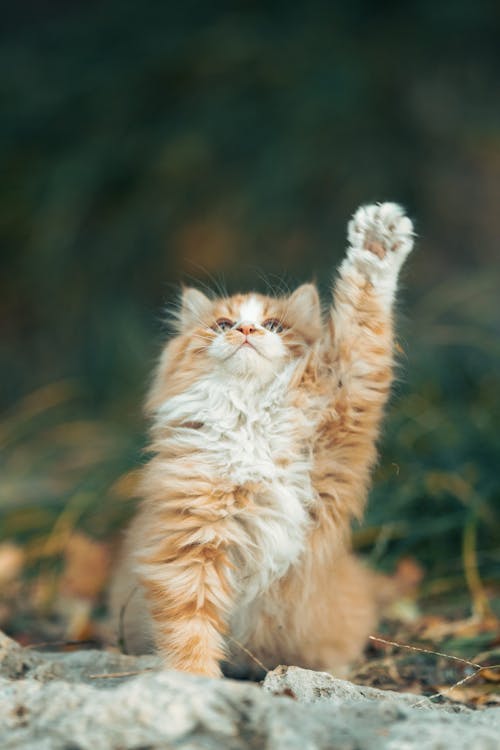 Fluffy Cat Rising Paw in Air