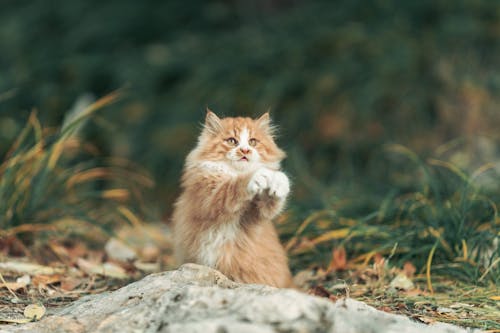 açık hava, beyaz ve turuncu kedi, çim içeren Ücretsiz stok fotoğraf