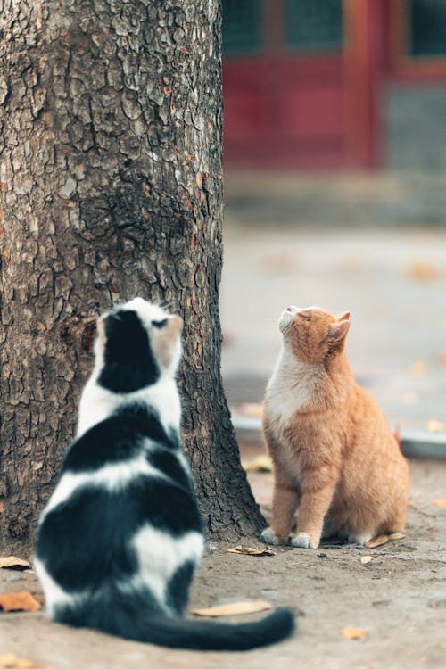 Two Cats Sitting under a Tree and Looking Up 