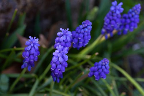 Close up of Hyacinths