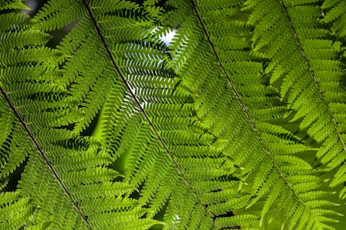 Close up of Green Leaves